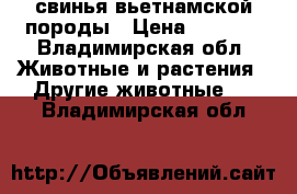 свинья вьетнамской породы › Цена ­ 9 000 - Владимирская обл. Животные и растения » Другие животные   . Владимирская обл.
